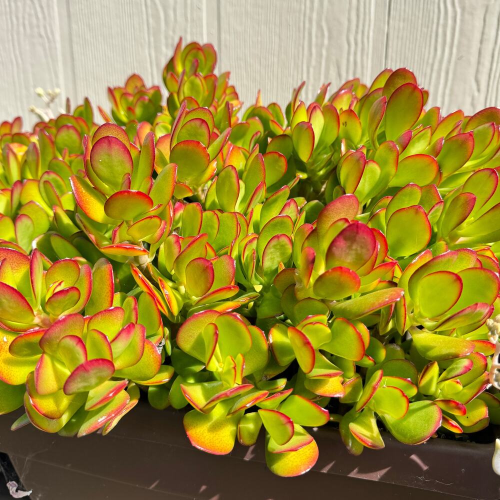10 Fresh Jade Money Tree Crassula Ovata Succulent Cuttings